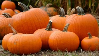 Тыква и семечки — источник витаминов и минералов